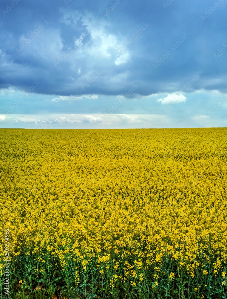 Landscape Fields with rapeseed with cloudly blue sky, canola rapeseed plant