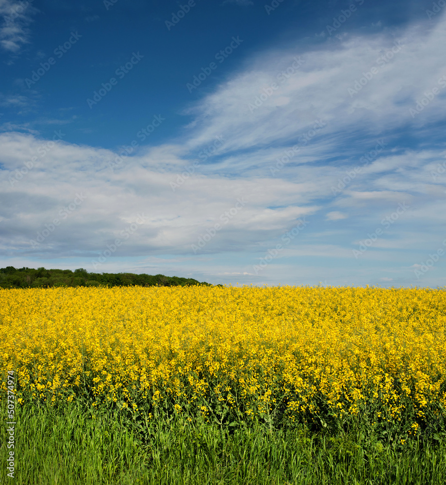 Field of bright yellow rapeseed in spring