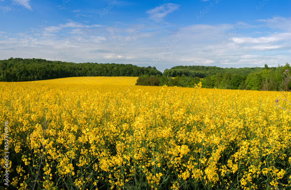 Beautiful rapeseed field in the foreground and forest behind with blue sky Beautiful rapeseed field in the foreground and forest behind with blue sky