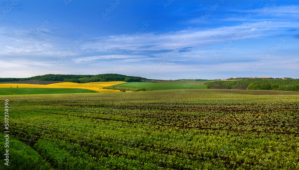 a field of soybean sprouts in the foreground, a panoramic view of rapeseed and green fields and the blue sky above