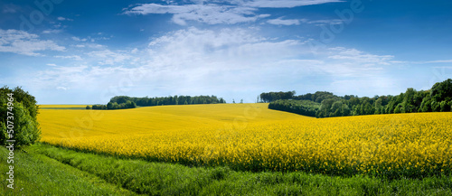 Landscape Fields with rapeseed with blue sky, canola rapese is a plant agricultural industry © pavlobaliukh