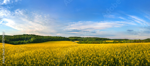 Landscape rapeseed fields panorama with with cloudly blue sky, canola rapeseed plant