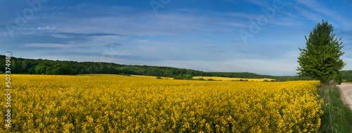 beautiful panoramic view of rapeseed with lonely tree and blue sky above photo