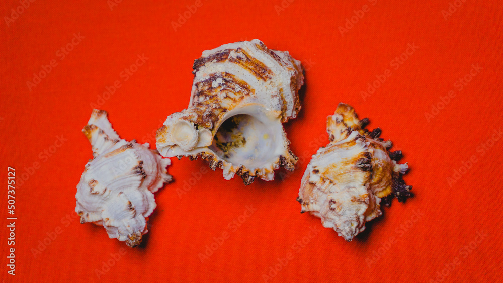 Three Seashells on a red background, indoor photo Three Seashells on a red background, indoor photo