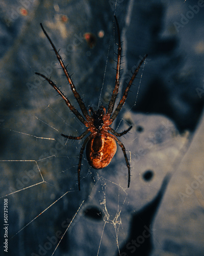 Leinwand Poster araignée