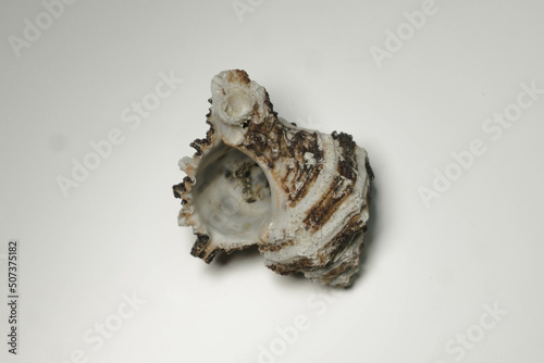 Shell on a white background, indoor photo
