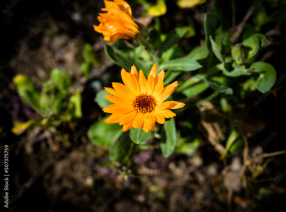 Flowers Flowers