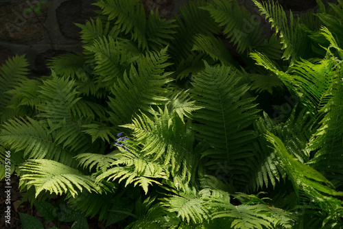 Fototapeta Naklejka Na Ścianę i Meble -  fern leaves mostly in a shady part of the garden