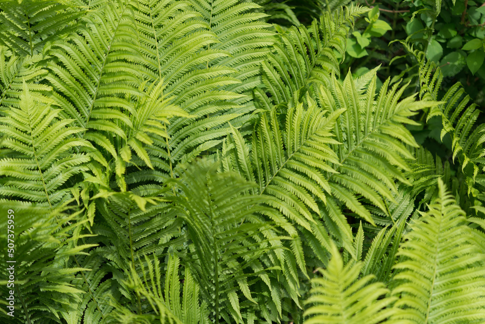 fern leaves in the sun fern leaves in the sun