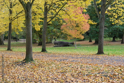 Wallpaper Mural Ein Baum mit rosa Blätter steht neben eine Allee im Schlosspark Stammheim zwischen größere Bäume mir dunkel grüne und hell gelben Blätter.  Torontodigital.ca