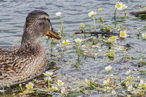 close up of a demale duck swimming between flowers in a river photo