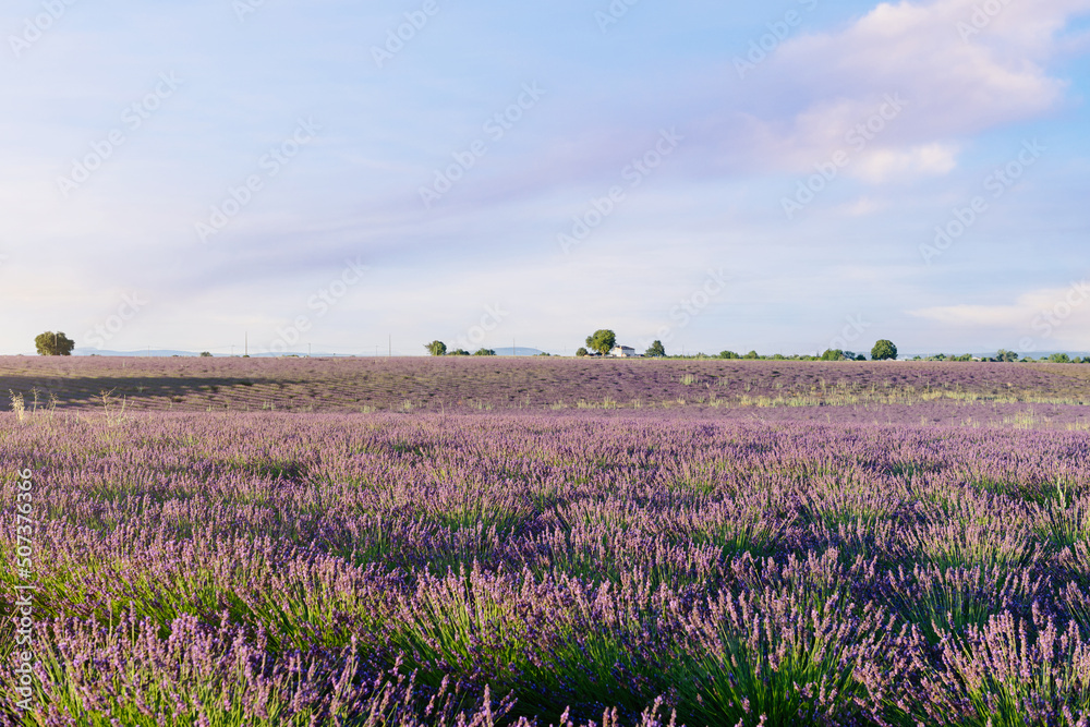 Obraz premium lavender field with cloudy sky