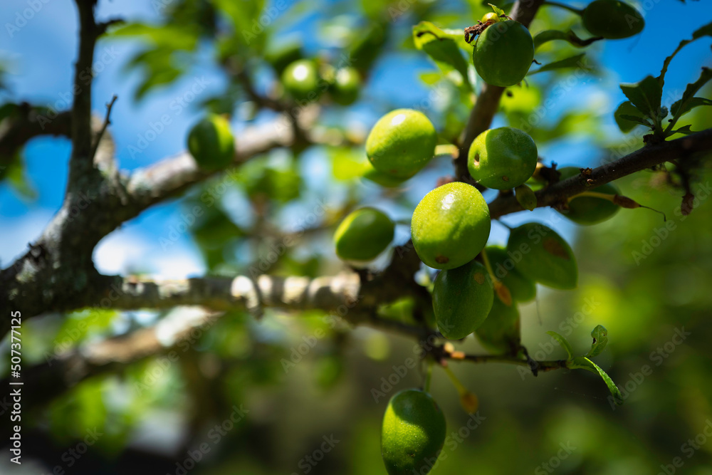 Many young fresh plum fruits on the tree