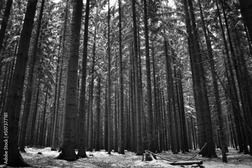 forest in winter