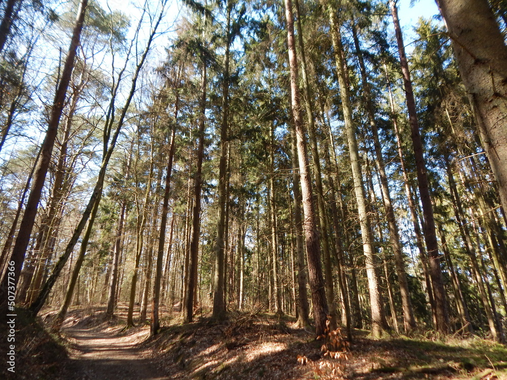 Obraz premium trees in the forest