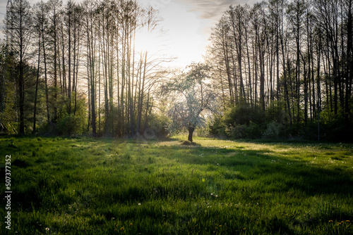 Fototapeta Naklejka Na Ścianę i Meble -  Drzewo