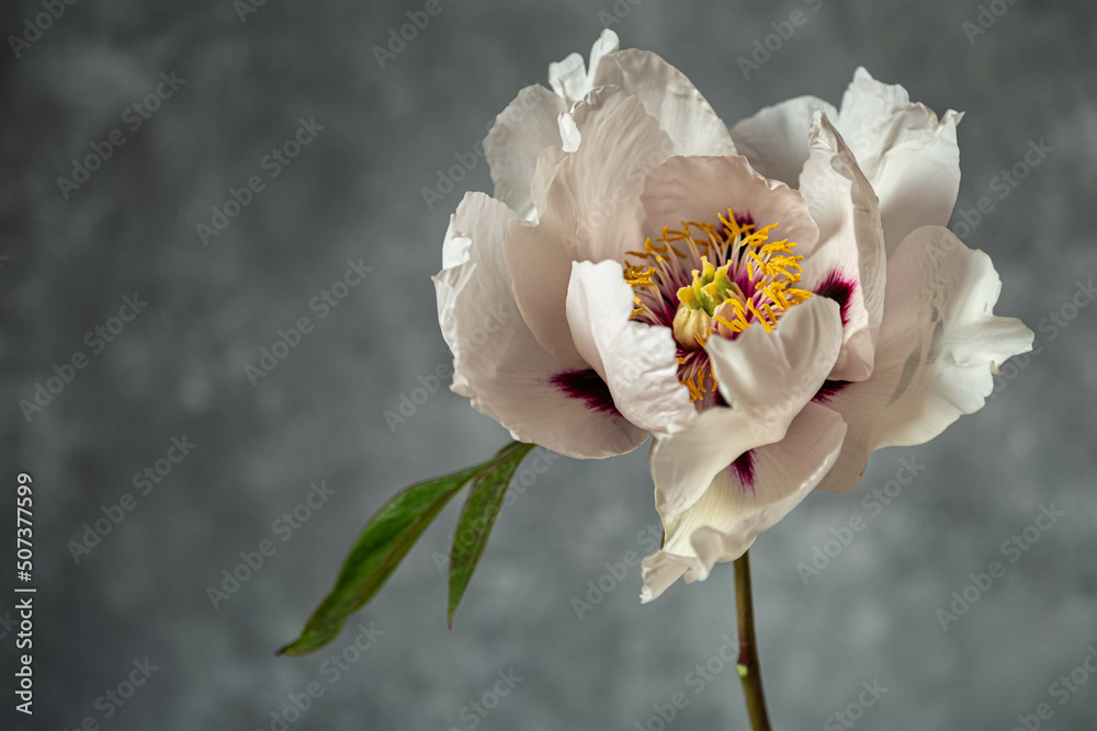 White tree peony on the stem on a gray background. White tree peony on the stem on a gray background.