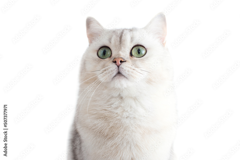 Adorable white British cat with green eyes, on a white background,