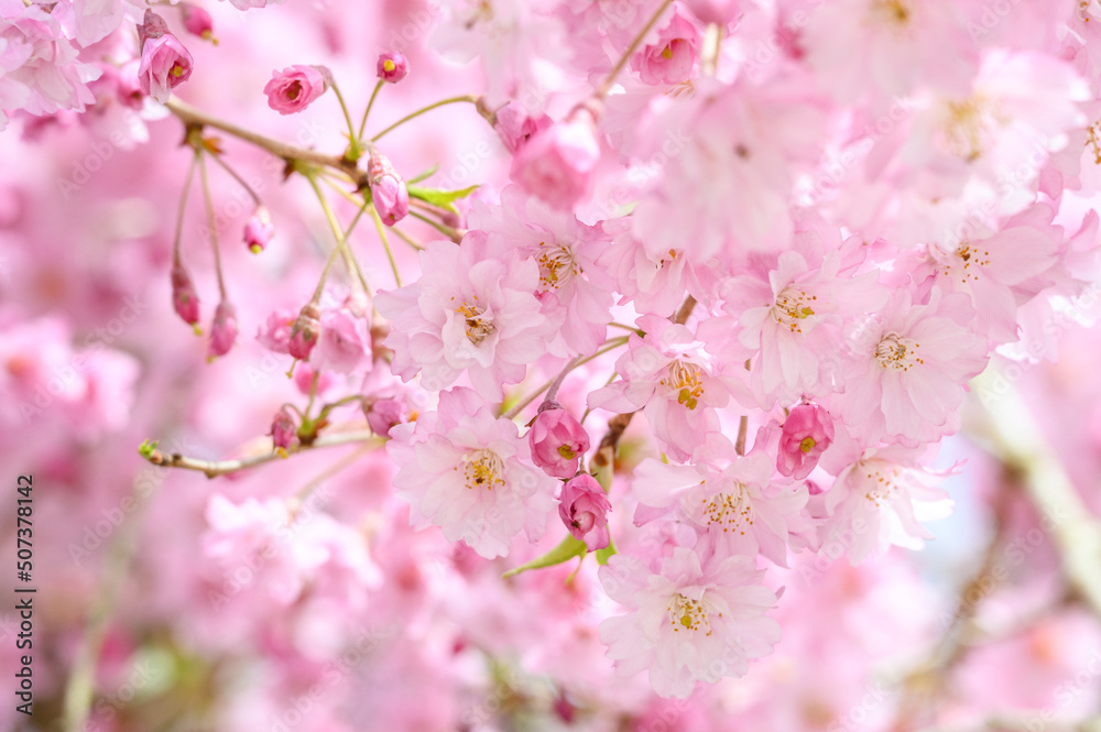 Abundance of pink double blooms on an ornamental tree in early spring, as a nature background
