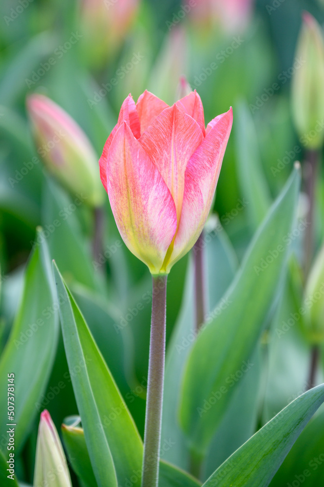 Fototapeta premium Closeup of first coral colored tulip blooming in a field of fresh flower buds ready to open, as a nature background