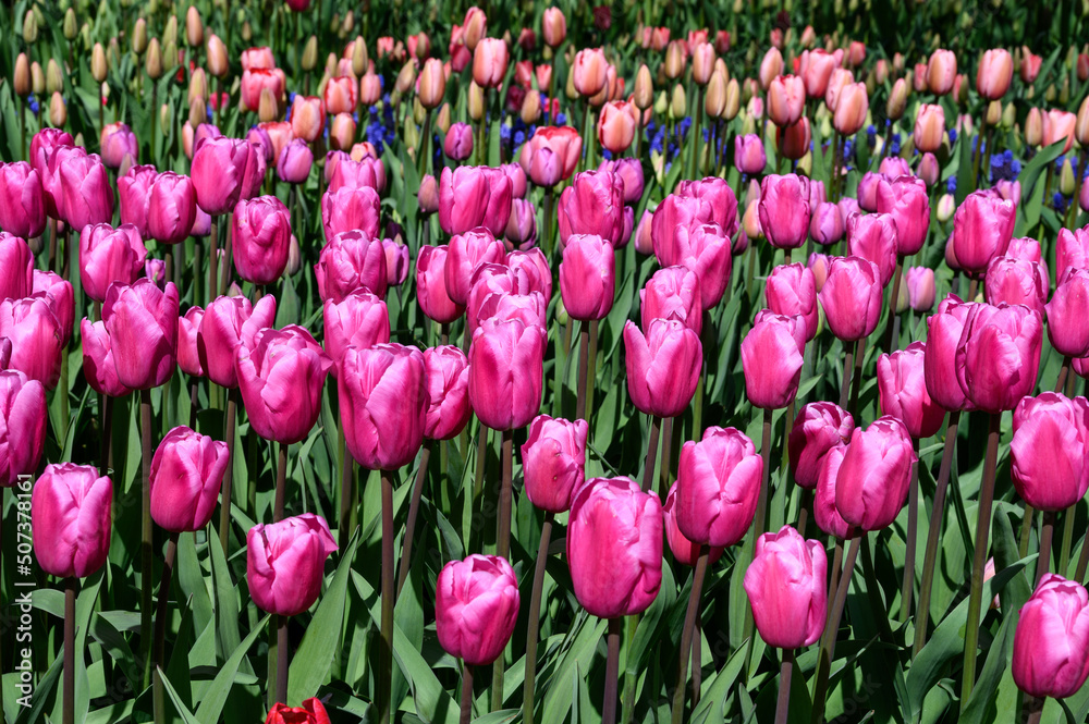 Shades of pink tulips in a mass planting blooming in a spring garden on a sunny day, as a nature background
Shades of pink tulips in a mass planting blooming in a spring garden on a sunny day, as a nature background
