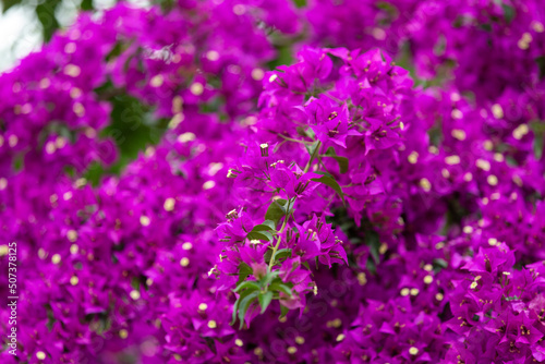 Violet bougainvillea flowers, ivy flowers