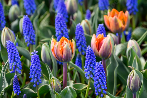 Closeup of garden planting with orange tulips and blue grape hyacinth in bloom, as a nature background

