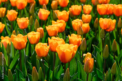 Bright orange tulips backlit by the sun on a bright spring day  as a nature background 