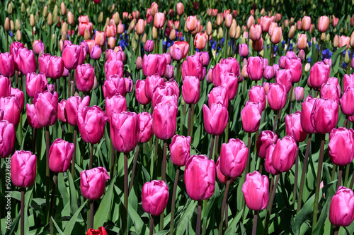 Shades of pink tulips in a mass planting blooming in a spring garden on a sunny day  as a nature background 