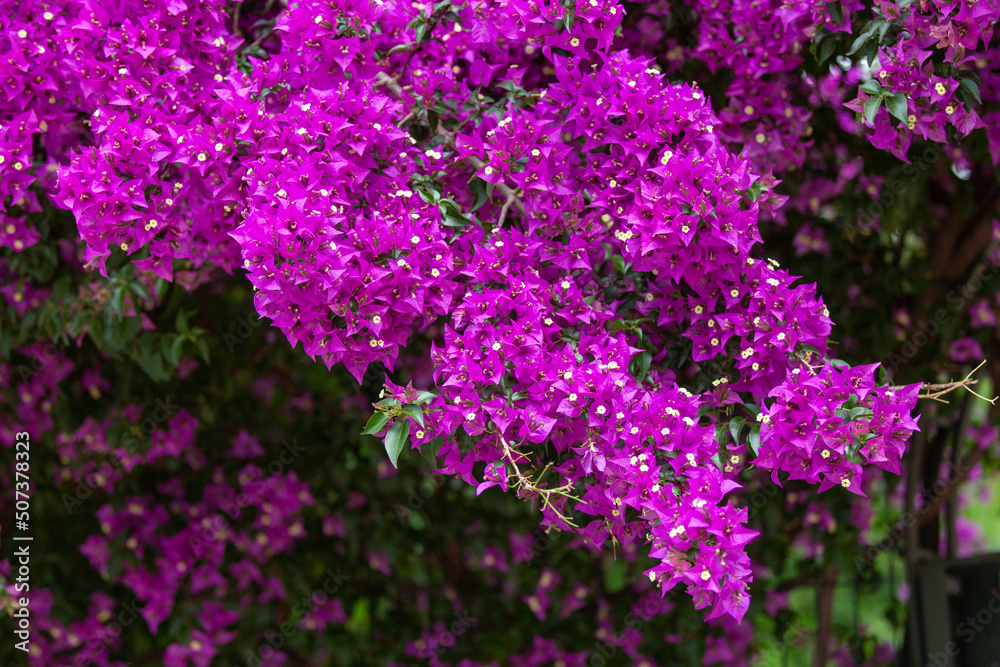 Violet bougainvillea flowers, ivy flowers