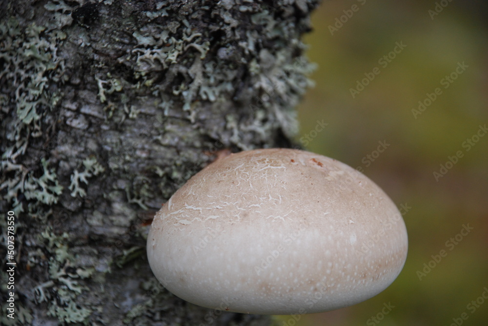 Foto de Tree mushrooms on a birch. On a diseased tree with white bark