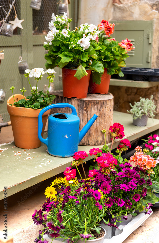 Flower shop. Multi-colored flowers in pots and a watering bottle near a showcase in a store