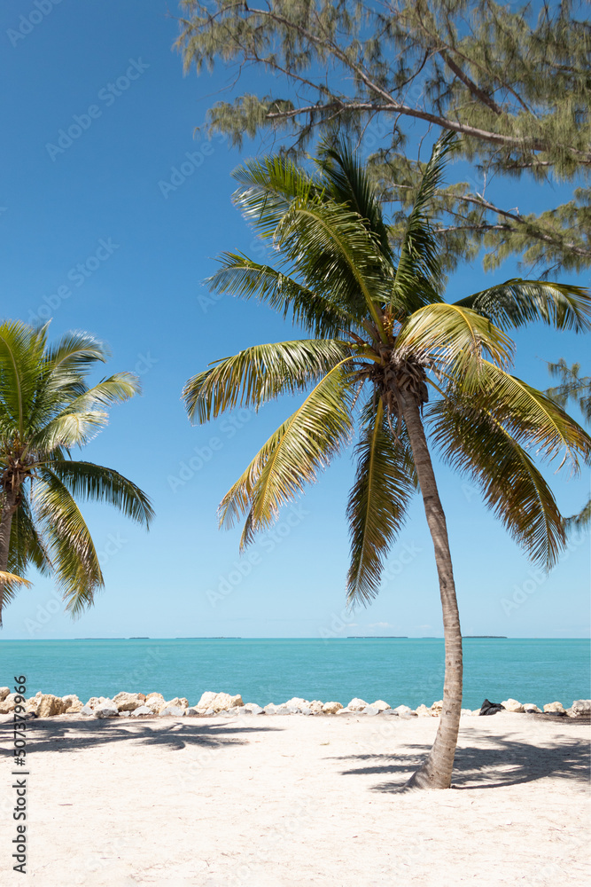 Fototapeta premium Palm trees in a paradisiacal summer landscape. Key West, Florida
