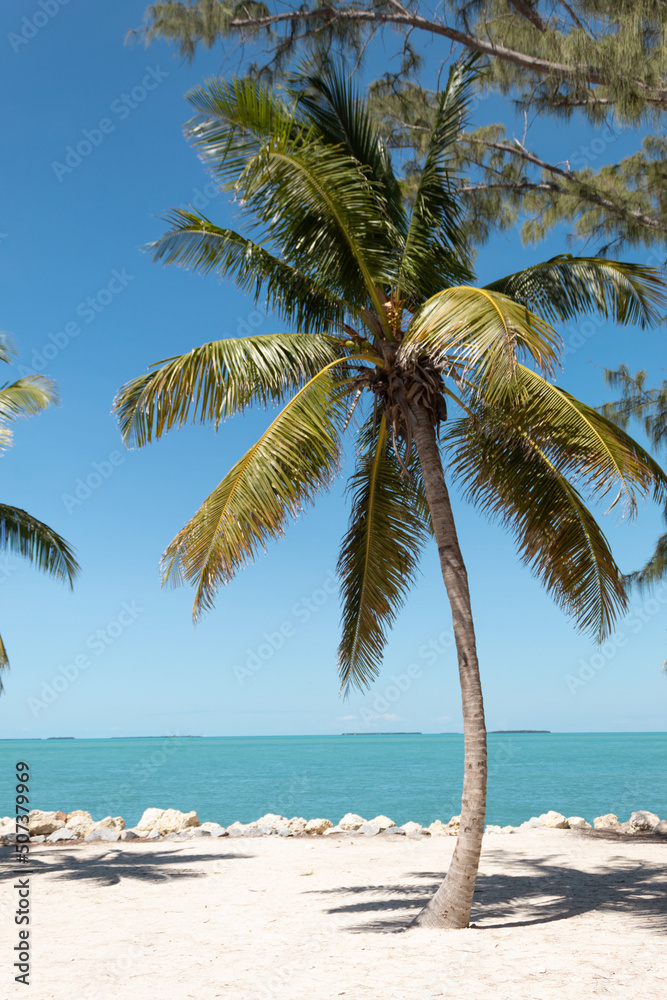 Palm tree in a exotic summer landscape. Key West, Florida