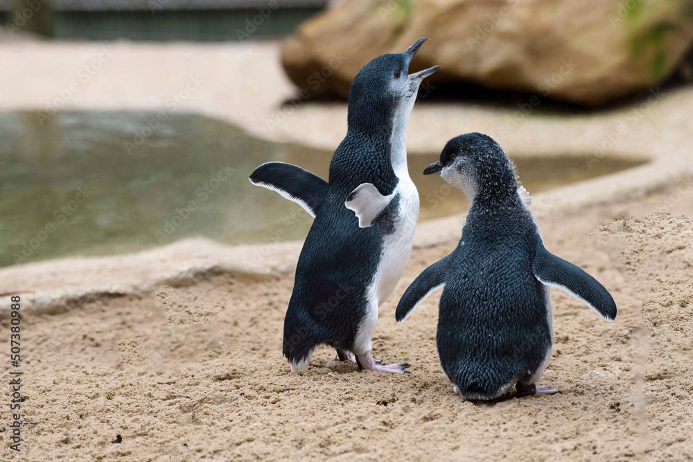 Fototapeta premium Little Blue Penguin (Eudyptula minor)
