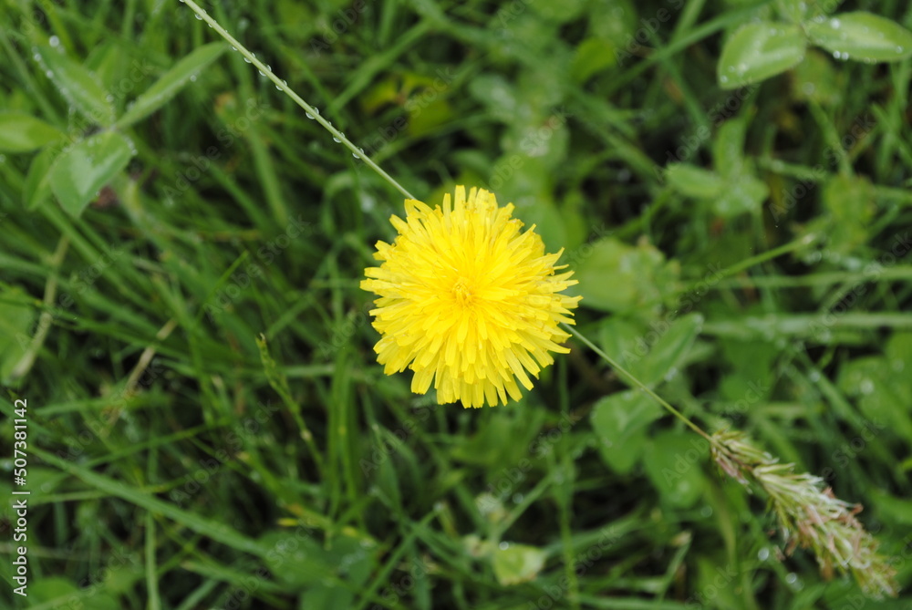 Bright yellow fluffy dandelion or dandelion-like flower blooming in late spring