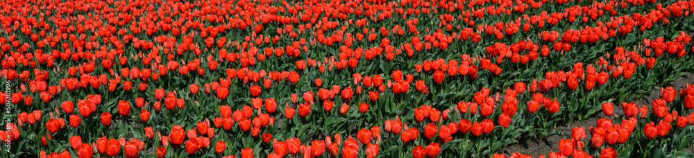Bright red tulips in full bloom in rows on a sunny spring day, as a nature background
