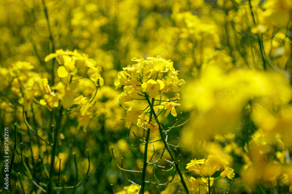 Yellow blooming rapeseed field. Rapeseed is grown for the production of animal feeds, vegetable oils and biodiesel Yellow blooming rapeseed field. Rapeseed is grown for the production of animal feeds, vegetable oils and biodiesel