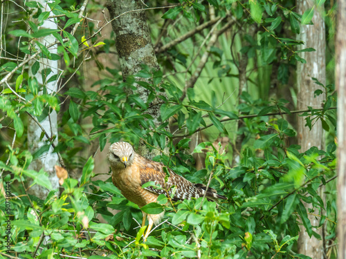 Red shouldered hawk perched in a tree 1