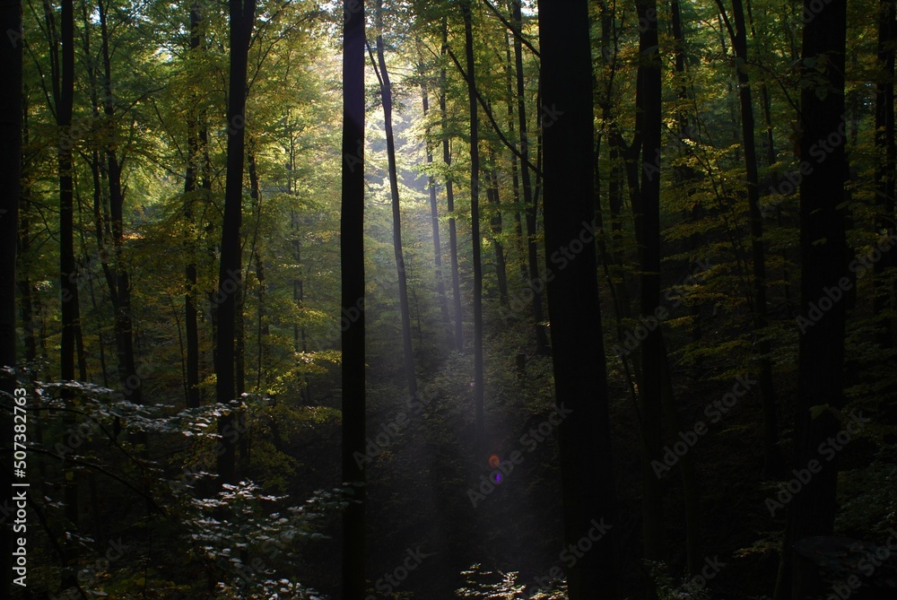 Obraz premium Licht im Walde