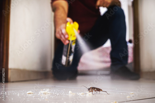 cockroach being killed indoors, aerosol poison spray, insect infestation, insect detection photo