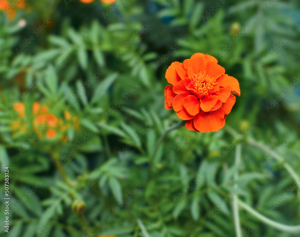 marigold flower on a background of green leaves marigold flower on a background of green leaves