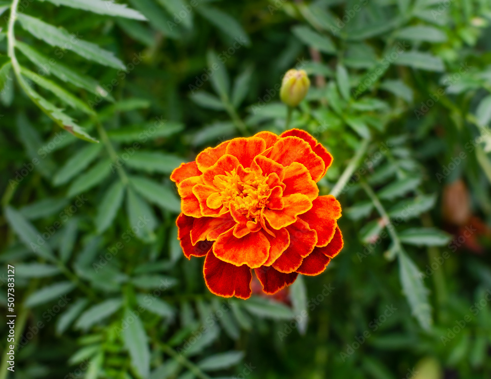 marigold in the garden against the background of green leaves marigold in the garden against the background of green leaves