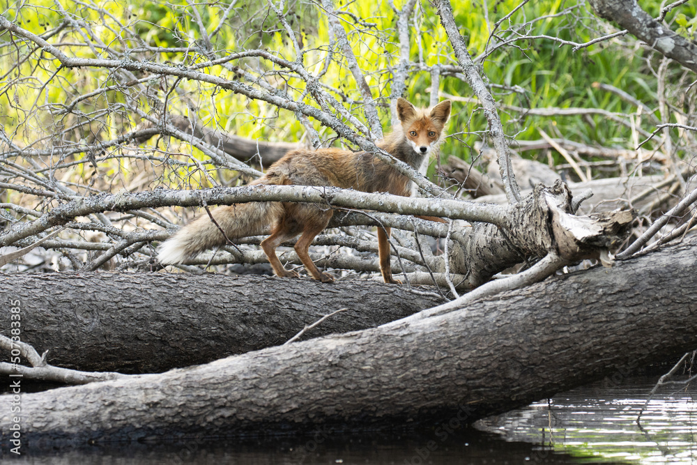Obraz premium Red fox crossing a small river on fallen tree trunks