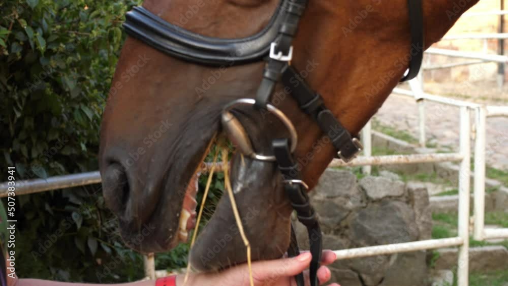 horse eats, eating, chews, chewing the hay, close, macro