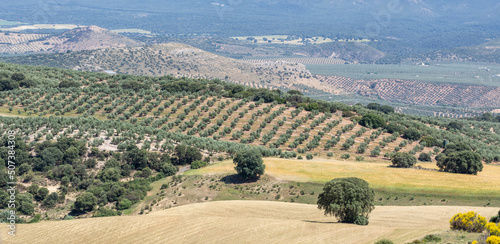 Panoramic view of an Andalusian agricultural landscape with large extensions of olive trees and cereal