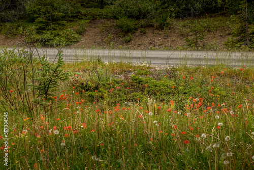 Wild flowers in bloom Silverthorn Creek Banff National Park Alberta Canada photo