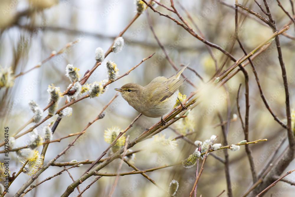 Obraz premium Small European songbird Common chiffchaff, Phylloscopus collybita searching for insect in the middle of blooming Willow
