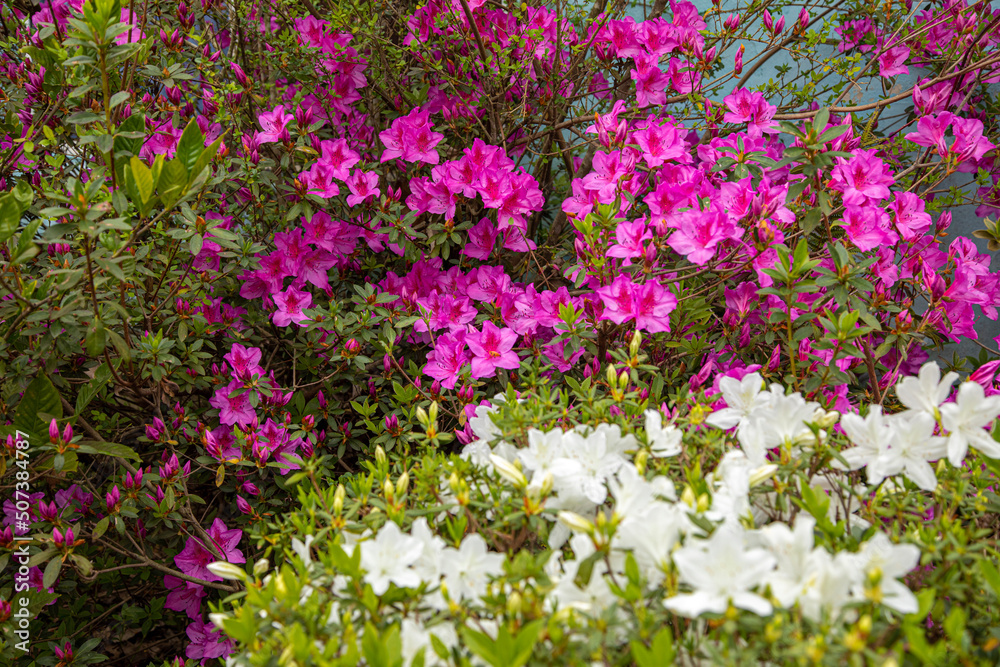 Fototapeta premium pink and white flowers
