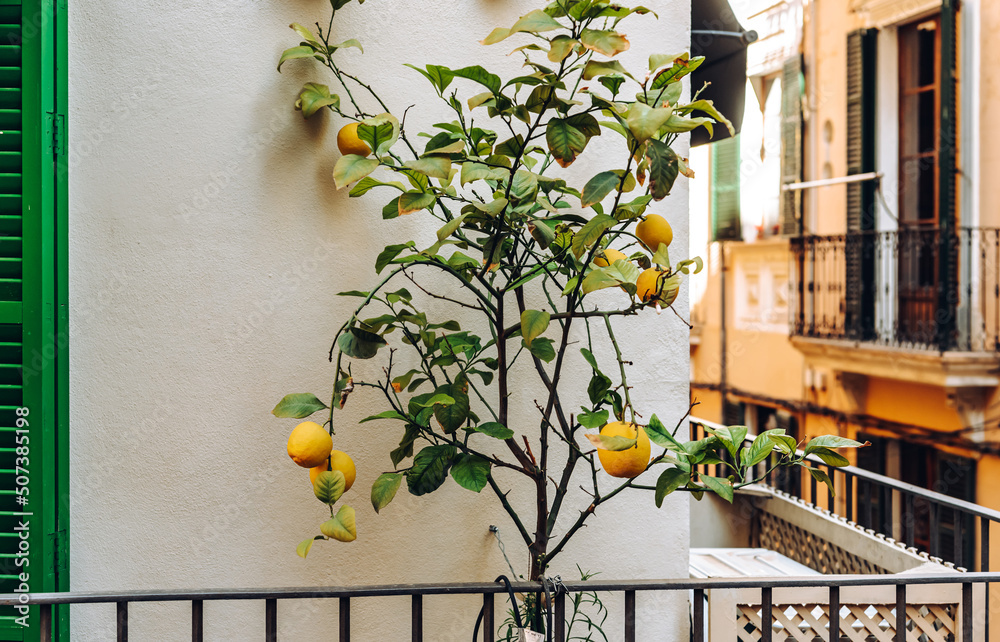 Lemon tree with fruits on the balcony of a Spanish house